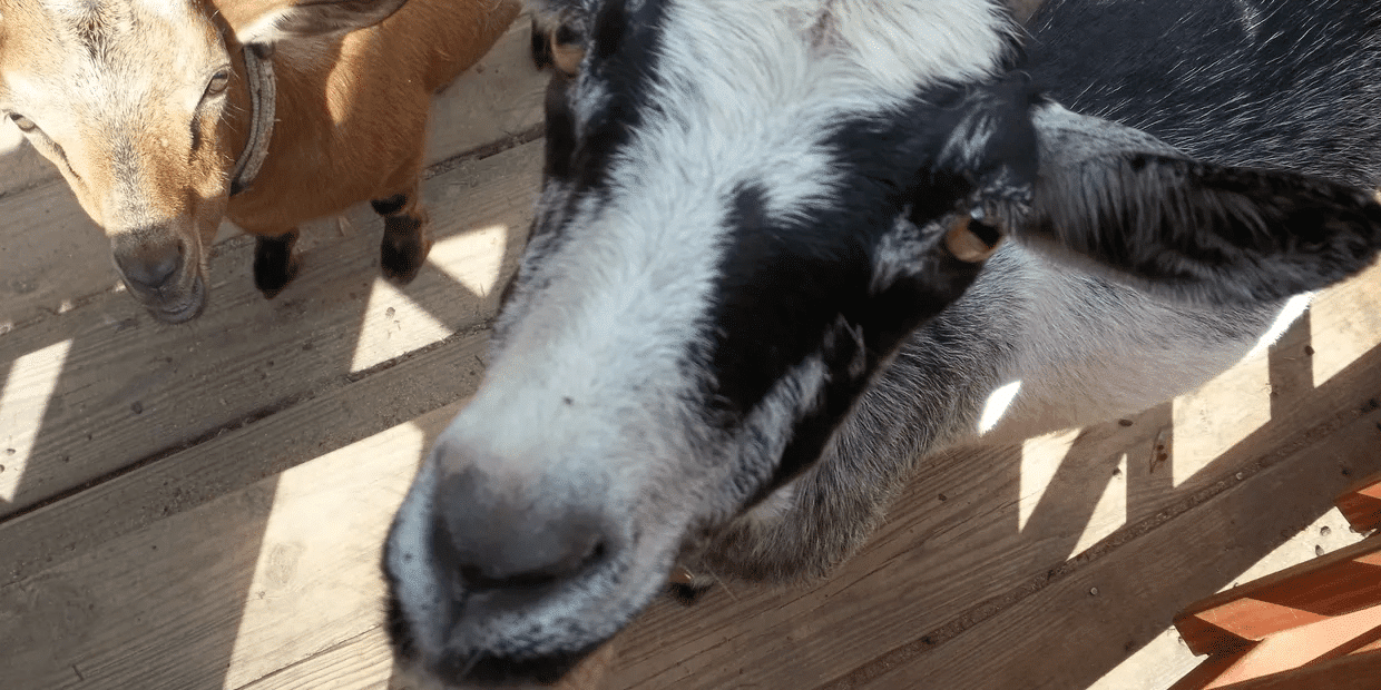 What is a Session Like? - Babette de Jongh