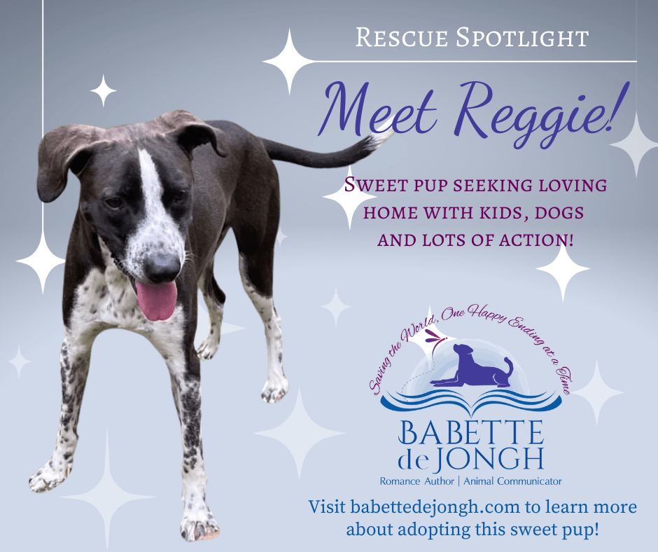 Animal Rescue Spotlight - Meet Reggie - Babette de Jongh
