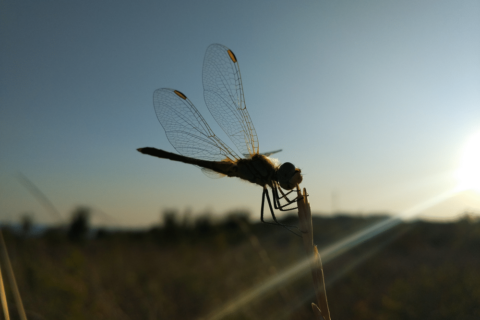 Silhouette of dragonfly with sun setting behind it.